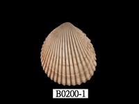 藏品(黃邊鳥尾蛤)的圖片